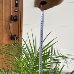  【極太】フェニックス・ロベレニー  葉先100cm 美株の画像