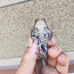 ②小さいヒキガエル！発送可能ですの画像