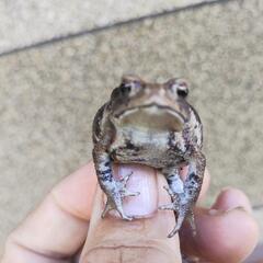 ②小さいヒキガエル！発送可能ですの画像