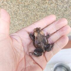 ②小さいヒキガエル！発送可能ですの画像