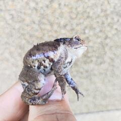 ②小さいヒキガエル！発送可能ですの画像