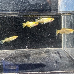 風月RLFの画像