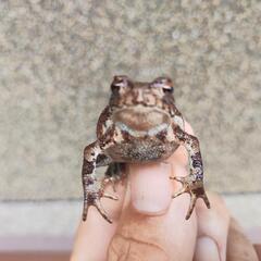 ベビーサイズのヒキガエル！本州発送可能ですの画像