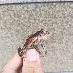 ベビーサイズのヒキガエル！本州発送可能ですの画像