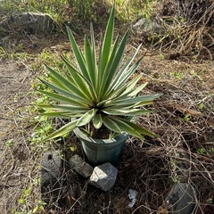 観葉植物
の画像