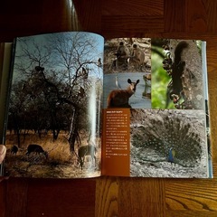 岩合光昭　写真集の画像