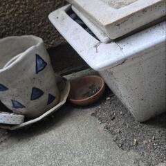 植木鉢大小様々もらってくださいの画像