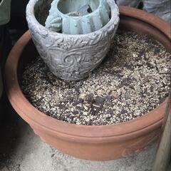 植木鉢大小様々もらってくださいの画像