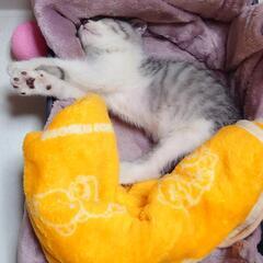 【決まりました　受付終了】サバシロ　男の子　1カ月 - 猫
