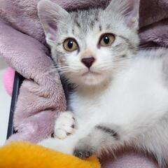【決まりました　受付終了】サバシロ　男の子　1カ月 - 宮古市