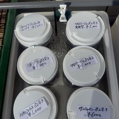 メダカ無人販売⭐︎1,000円祭⭐︎の画像