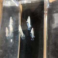 エメキン3匹
の画像