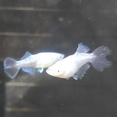 ★近松めだか（水色桔梗）の画像