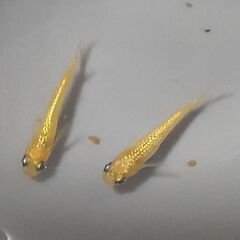 メダカ ローズジュエル KWF 4匹セット 1500円 【無人販売】の画像