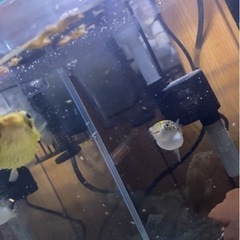 海水順応　ミドリフグの画像