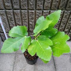 イチジク　ブラックマデイラ苗木の画像