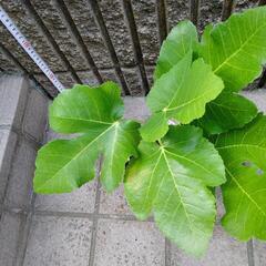 イチジク　ブラックマデイラ苗木の画像