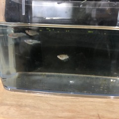 松井ヒレナガ煌5匹の画像