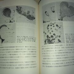 『植物の世界　現代生物学入門９』ボールド　岩波書店の画像