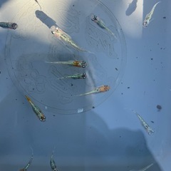 孫心めだか　ユリシスブルーの画像