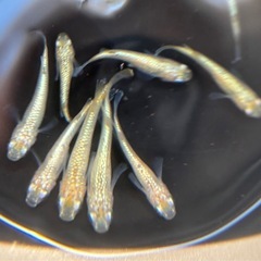 メダカ引退品種！1名❗️の画像