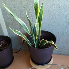 観葉植物！！の画像