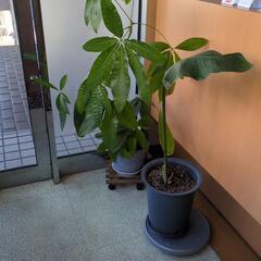 （決まりました）観葉植物2個セットの画像