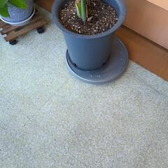 （決まりました）観葉植物2個セットの画像