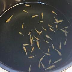 【メダカ】金錦ラメ　画像の個体全部の画像
