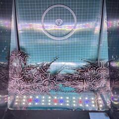 🦓インペリアルゼブラプレコ🦓複数🈹有りの画像
