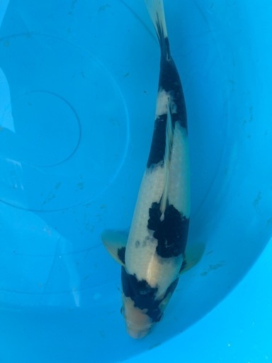 錦鯉　　白写り