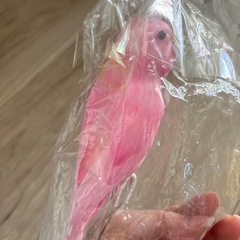 インコ　インテリア　の画像