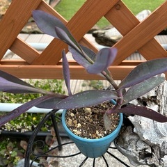 紫御殿　ムラサキゴテン苗　ハートパープル オモトの画像