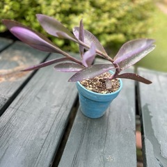 紫御殿　ムラサキゴテン苗　ハートパープル オモトの画像