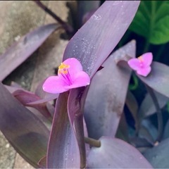 紫御殿　ムラサキゴテン苗　ハートパープル オモトの画像