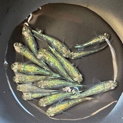 1ペア 【緑光墨武】 メダカの画像