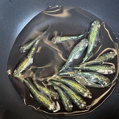 1ペア 【緑光墨武】 メダカの画像