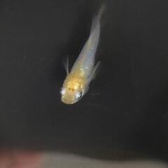 メダカ𓆛天女𓆛5匹の画像