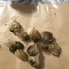 ほうずきの種 10この画像