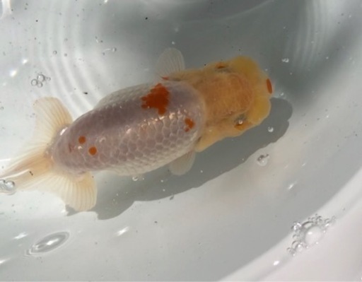 らんちゅう 優良系統 白勝ち更紗