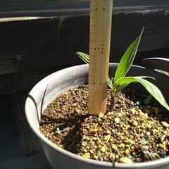 ヤシ　ワシントンロブスタ　苗木の画像