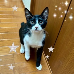 シャイなクロカンくん♂5ヶ月半