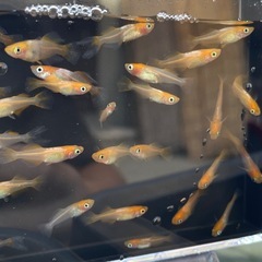 1ペア 【紅】 メダカの画像