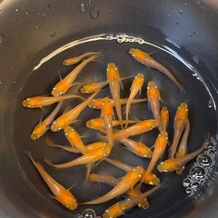 1ペア 【紅】 メダカの画像
