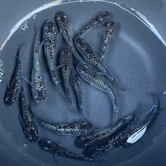 1ペア 【クラウドグレー】 メダカの画像