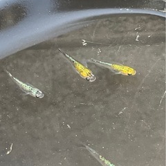 メダカ　8ビート　18匹の画像