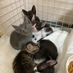 7月末生まれの子猫5匹