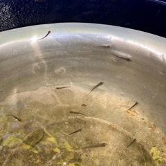 メダカあげます！蓋付きの入れ物持ってきてください。の画像