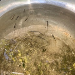 メダカあげます！蓋付きの入れ物持ってきてください。の画像