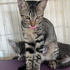助けてください②多頭飼育崩壊